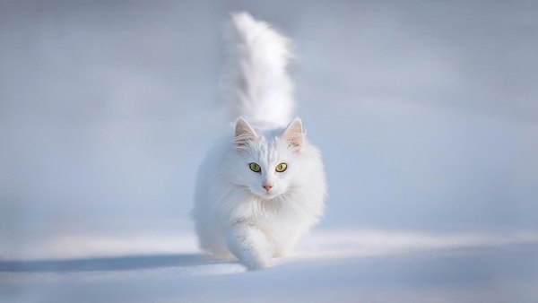 Изображение №10 1920x1080 «Белая кошка на снегу» из коллекции «Обои Белый Кот, Белая Кошка»