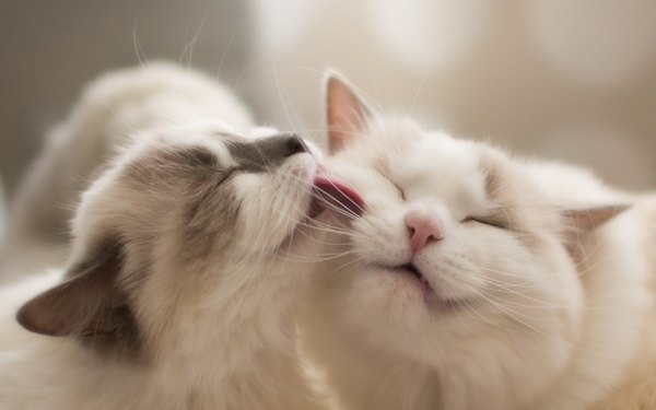 Изображение №25 1920x1200  из коллекции «Обои Белый Кот, Белая Кошка»