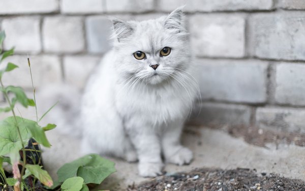 Изображение №26 2560x1600  из коллекции «Обои Белый Кот, Белая Кошка»