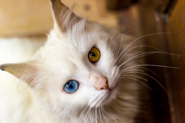 Изображение №12 5184x3456 «Белая кошка с разноцветными глазами» из коллекции «Обои Белый Кот, Белая Кошка»