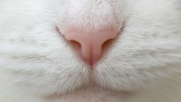 Изображение №21 2560x1440 «Нос белого кота или кошки» из коллекции «Обои Белый Кот, Белая Кошка»