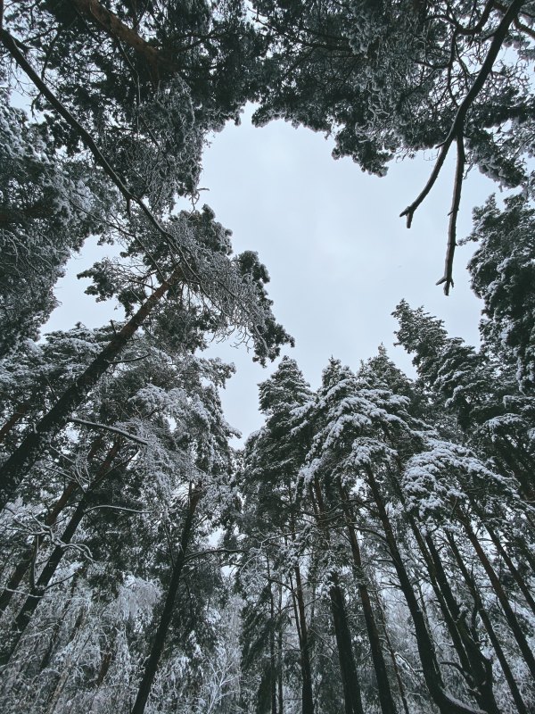 Изображение №26 3024x4032 «Деревья в снегу, съемка снизу» из коллекции «Обои Зима»