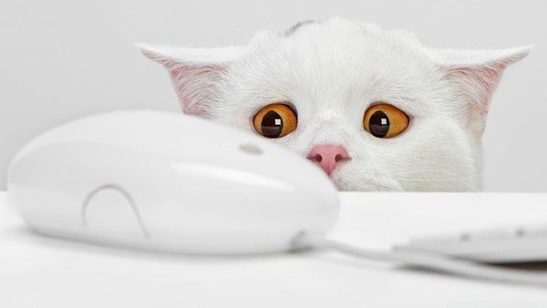 Изображение №14 1920x1080  из коллекции «Обои Белый Кот, Белая Кошка»