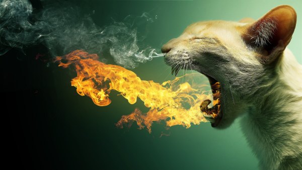 Изображение №27 7680x4320 «Кот дышащий огнем, дым» из коллекции «Обои Белый Кот, Белая Кошка»