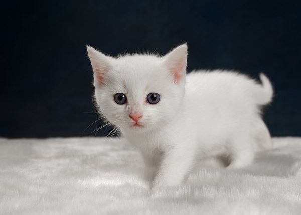 Изображение №1 2048x1463 «Белый котёнок» из коллекции «Обои Белый Кот, Белая Кошка»