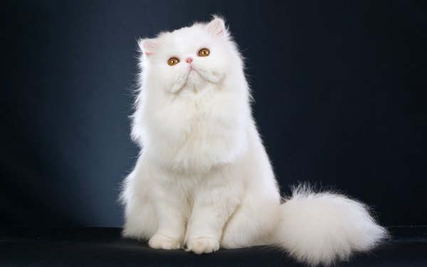Изображение №46 2560x1600 «Пушистый булый кот» из коллекции «Обои Белый Кот, Белая Кошка»