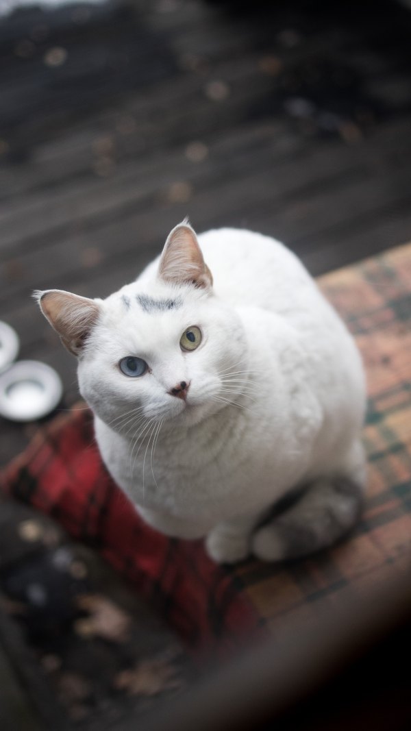 Изображение №42 2160x3840  из коллекции «Обои Белый Кот, Белая Кошка»