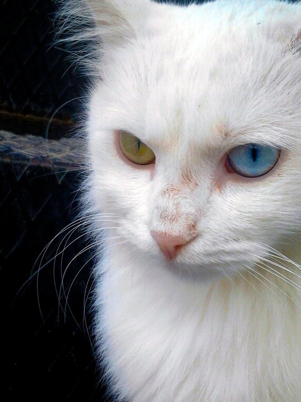 Изображение №40 1536x2048  из коллекции «Обои Белый Кот, Белая Кошка»