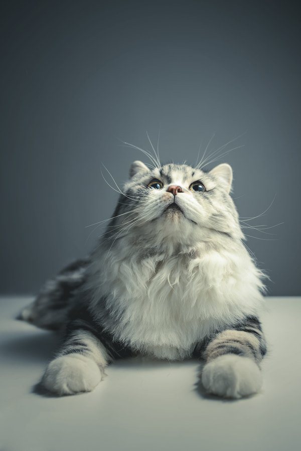 Изображение №1 4759x7131  из коллекции «Обои Белый Кот, Белая Кошка»