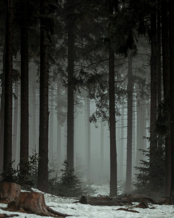 Изображение №22 4000x5000 «Лес, снег, туман, пеньки» из коллекции «Обои Зима»