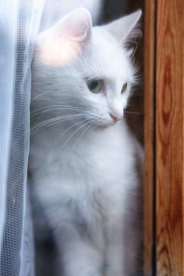 Изображение №2 1200x1800 «Белый кот в окне» из коллекции «Обои Белый Кот, Белая Кошка»