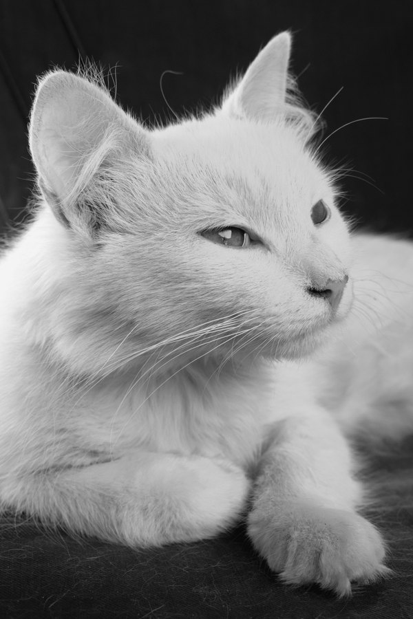 Изображение №9 4000x6000 «Черно-белый фон с белым котом» из коллекции «Обои Белый Кот, Белая Кошка»
