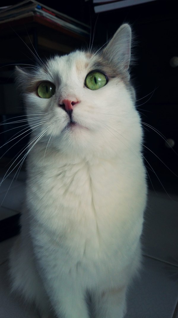 Изображение №24 2160x3840 «Кот с зелеными глазами» из коллекции «Обои Белый Кот, Белая Кошка»
