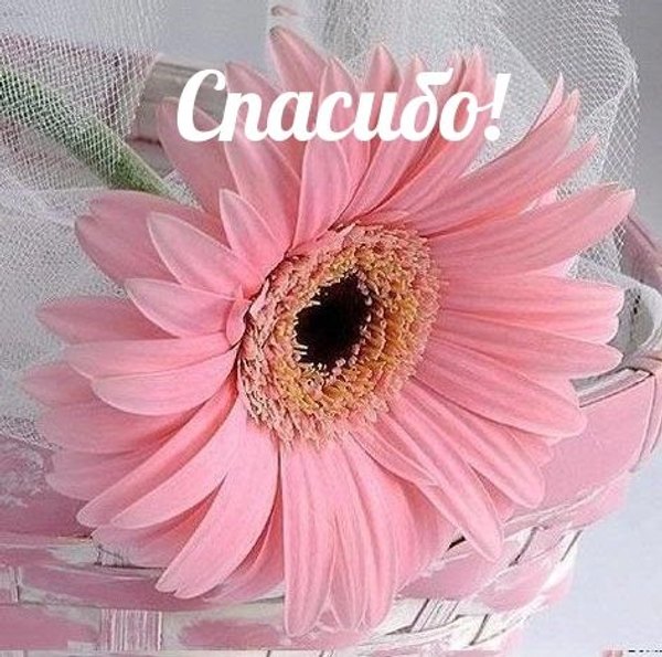 Изображение №14 472x468  из коллекции «Открытки «Спасибо!»»