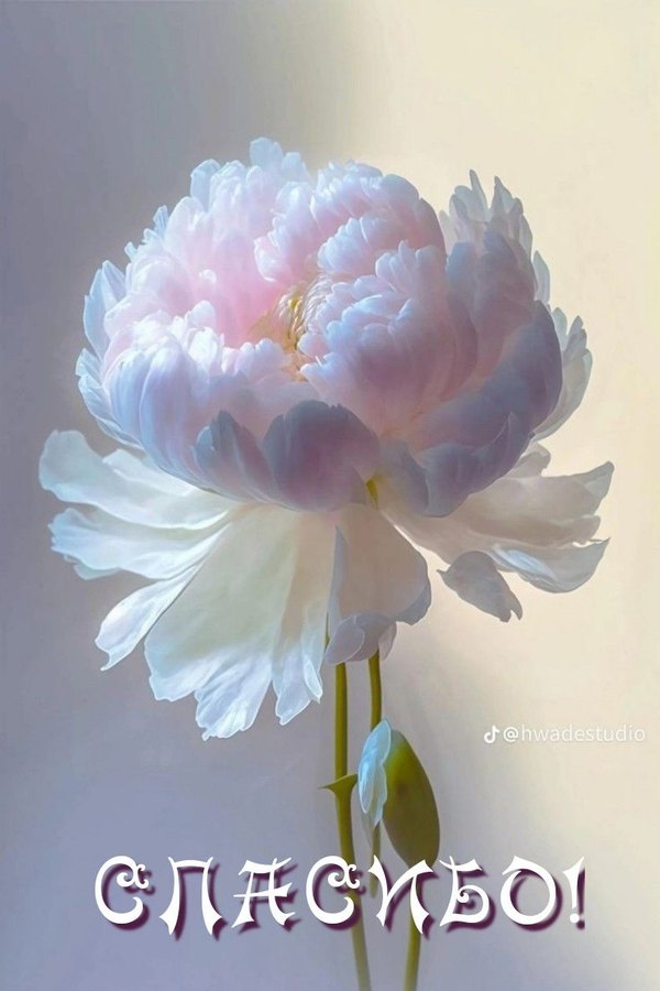 Изображение №6 791x1187  из коллекции «Открытки «Спасибо!»»