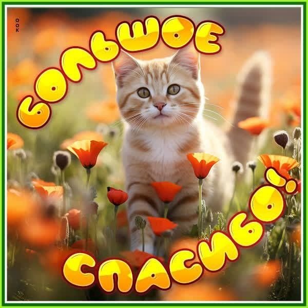 Изображение №64 600x600 «Большое спасибо!» из коллекции «Открытки «Спасибо!»»