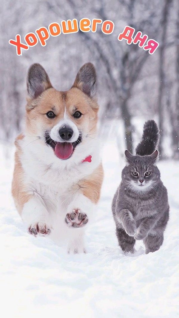 Изображение №73 640x1138  из коллекции «Зимние открытки «Хорошего дня!»»