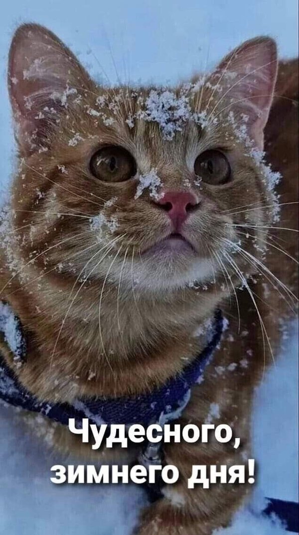 Изображение №41 636x1138 «Чудесного зимнего дня!» из коллекции «Зимние открытки «Хорошего дня!»»