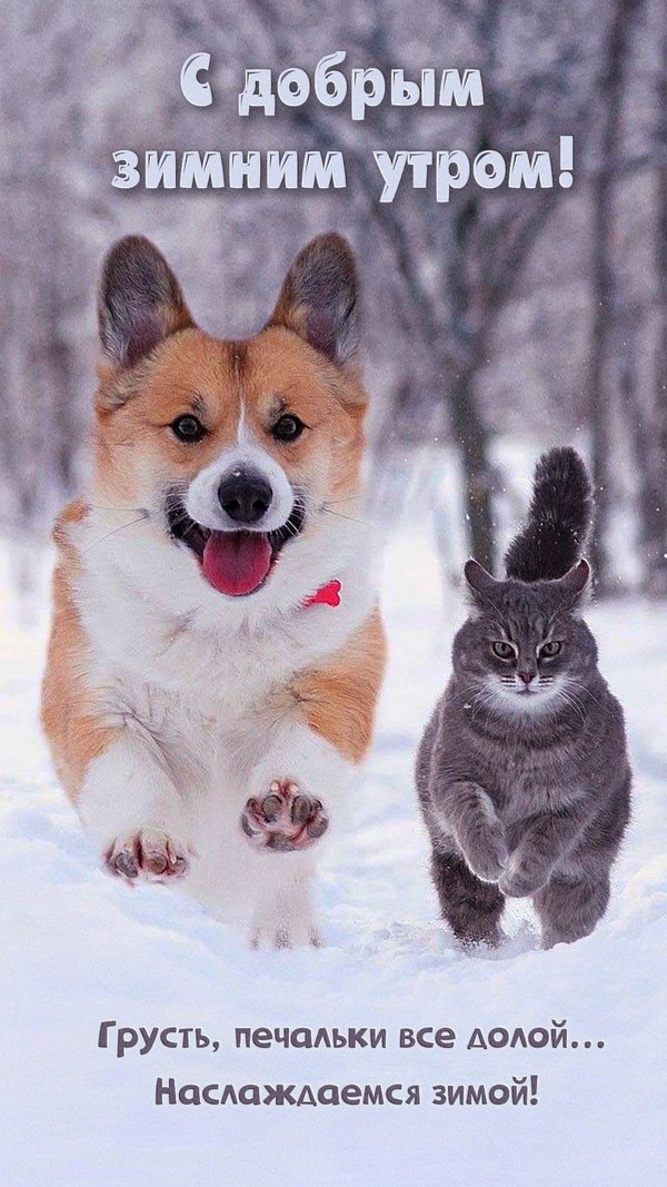 Изображение №23 1080x1920 «С добрым зимним утром!» из коллекции «Зимние открытки «Хорошего дня!»»