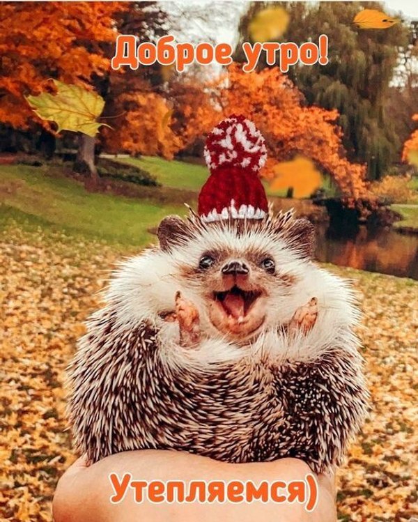 Изображение №50 564x704 из коллекции «Осенние открытки «С Добрым Утром!»»