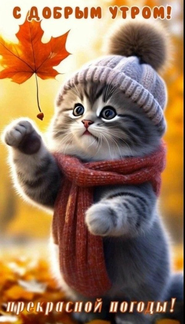 Изображение №25 484x845 «С добрым утром! Прекрасной погоды!» из коллекции «Осенние открытки «С Добрым Утром!»»