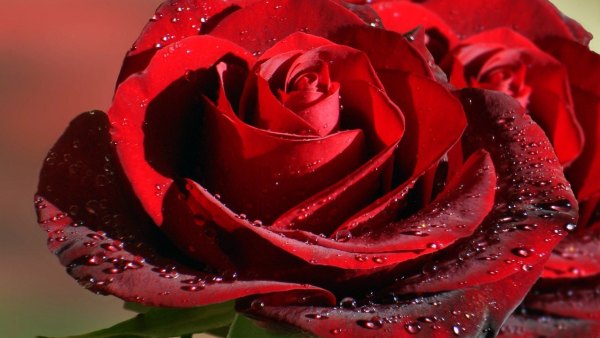 Изображение №35 1920x1080 «Красная роза» из коллекции «Обои Розы»