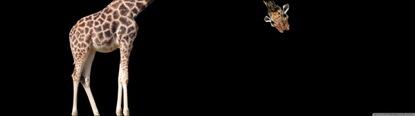 Изображение №9 3840x1080 «Жираф на двух экранах» из коллекции «Обои для двух мониторов»