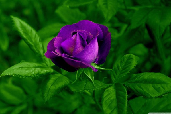 Изображение №30 3000x2000 «Фиолетовая розы» из коллекции «Обои Розы»