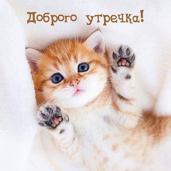 Изображение №86 960x960  из коллекции «Открытки «С Добрым Утром!»»