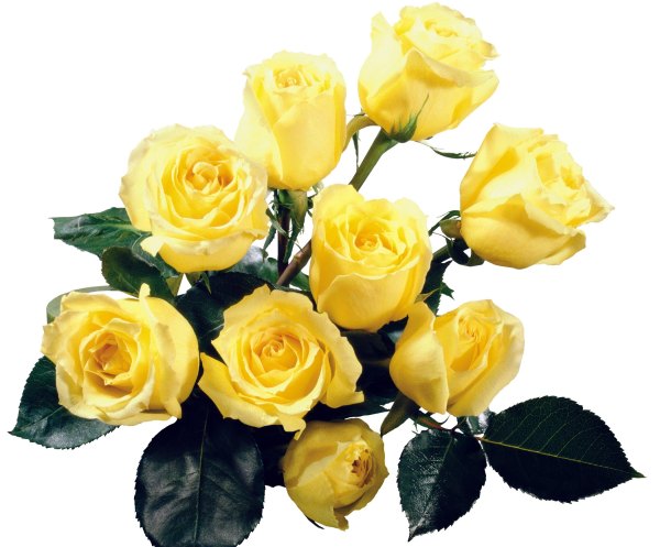 Изображение №11 2100x1740 «Желтые розы» из коллекции «Обои Розы»