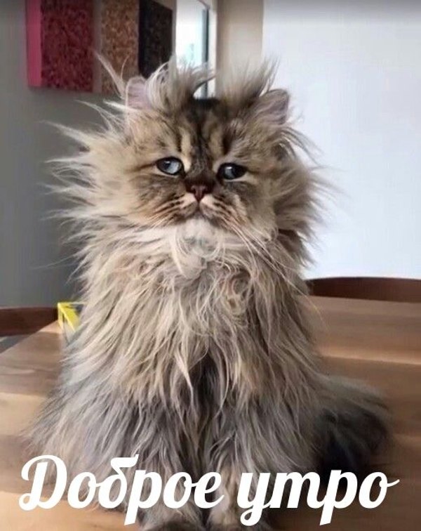 Изображение №88 519x654  из коллекции «Открытки «С Добрым Утром!»»