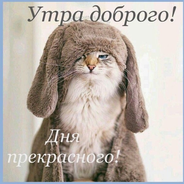 Изображение №89 736x736 «Утра доброго! Дня прекрасного!» из коллекции «Открытки «С Добрым Утром!»»