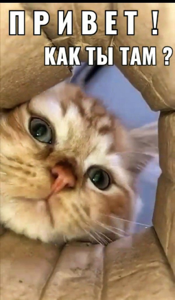 Изображение №51 1080x1852  из коллекции «Открытки «Привет!»»