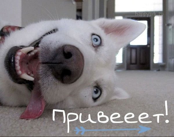 Изображение №67 800x626  из коллекции «Открытки «Привет!»»