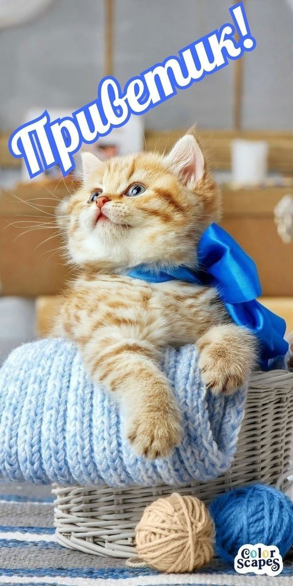 Изображение №30 736x1472  из коллекции «Открытки «Привет!»»