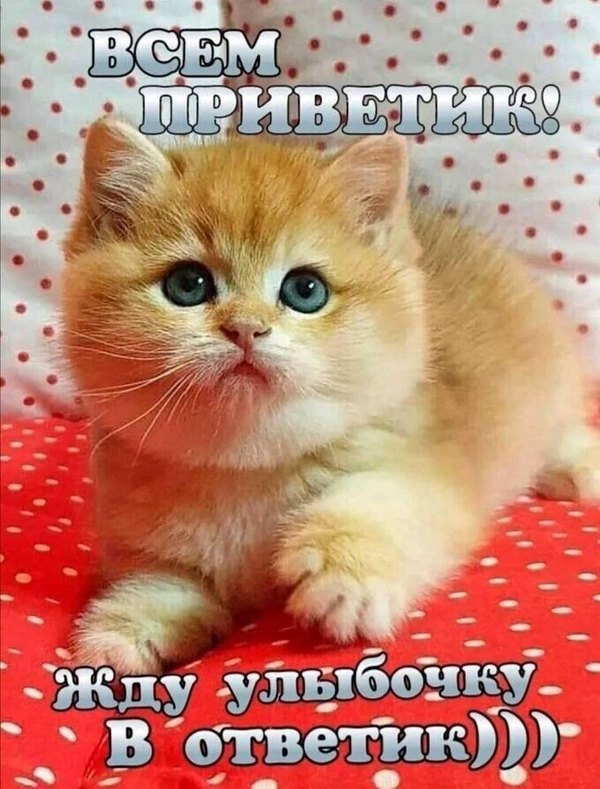 Изображение №62 736x968 «Всем приветик! Жду улыбочку!» из коллекции «Открытки «Привет!»»