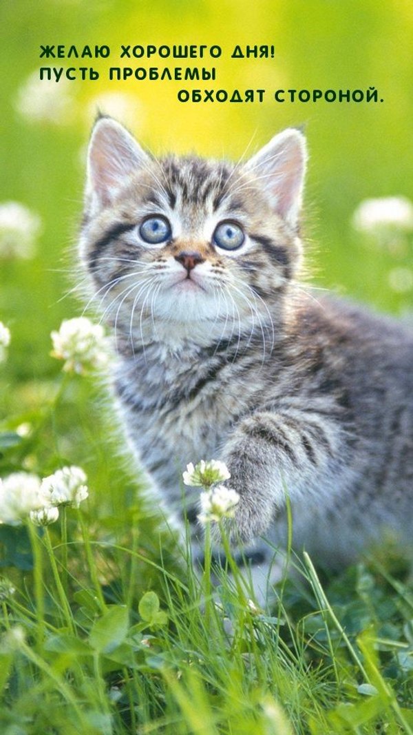 Изображение №70 540x960 «Желаю хорошего дня!» из коллекции «Открытки «Хорошего дня!»»