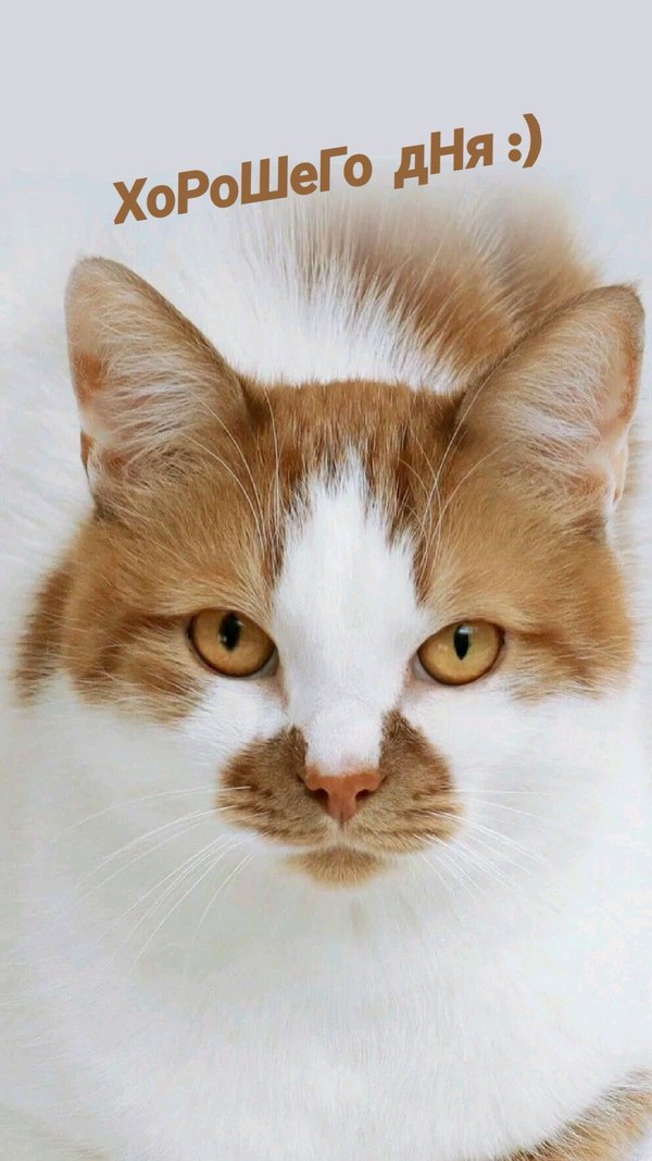 Изображение №110 1200x2133  из коллекции «Открытки «Хорошего дня!»»