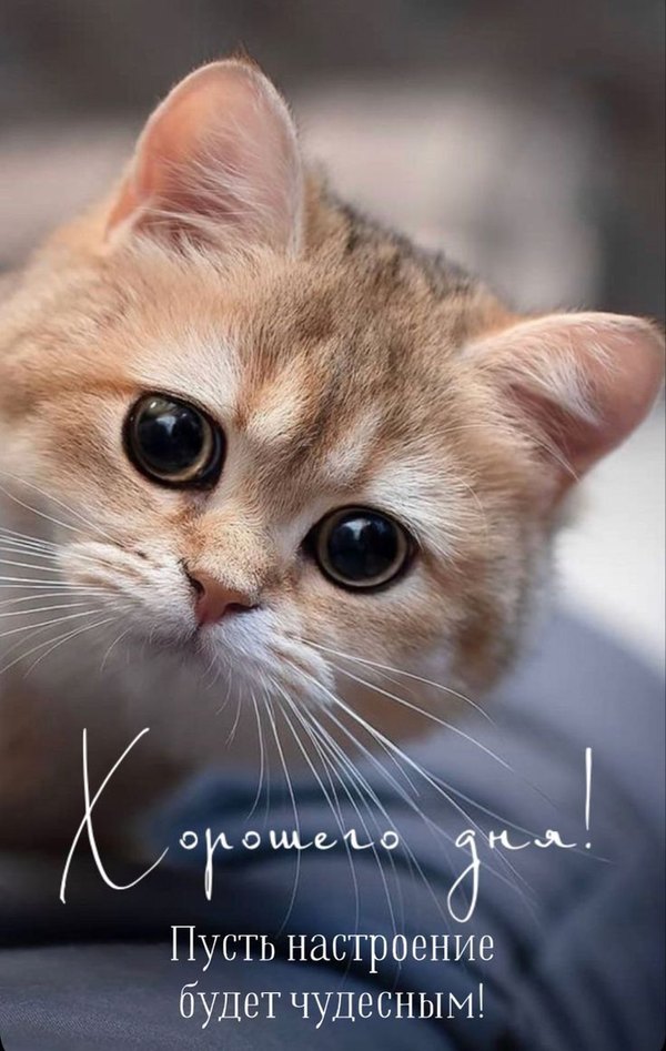 Изображение №36 736x1162  из коллекции «Открытки «Хорошего дня!»»