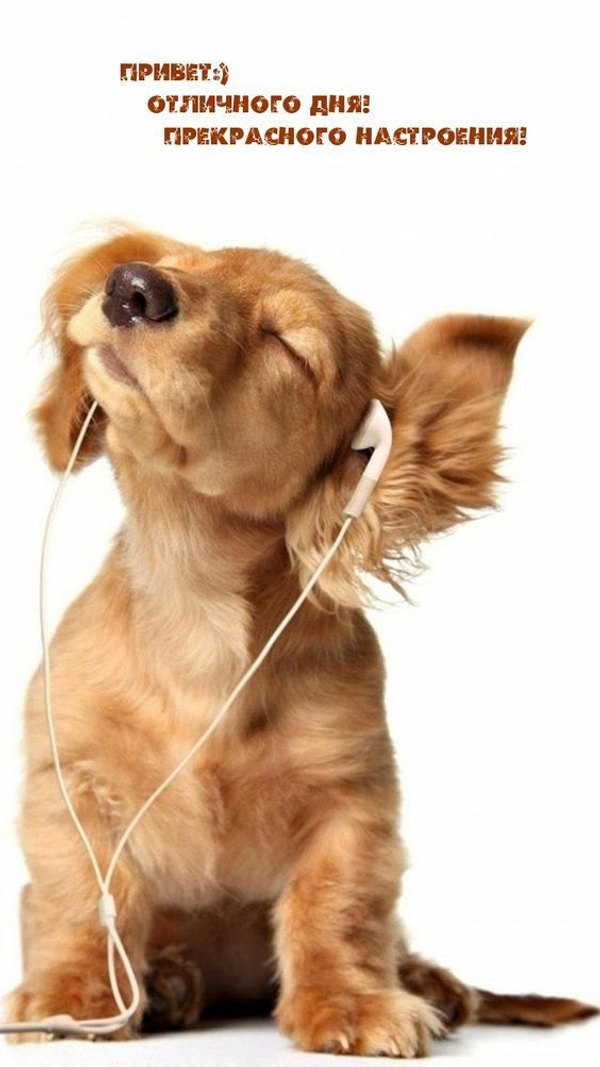 Изображение №92 564x1003 «Привет! Отличного дня! Прекрасного настроения!» из коллекции «Открытки «Хорошего дня!»»