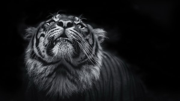 Изображение №45 3840x2160 «Черно-белый тигр 4k» из коллекции «Чёрно-белые Обои 4k»
