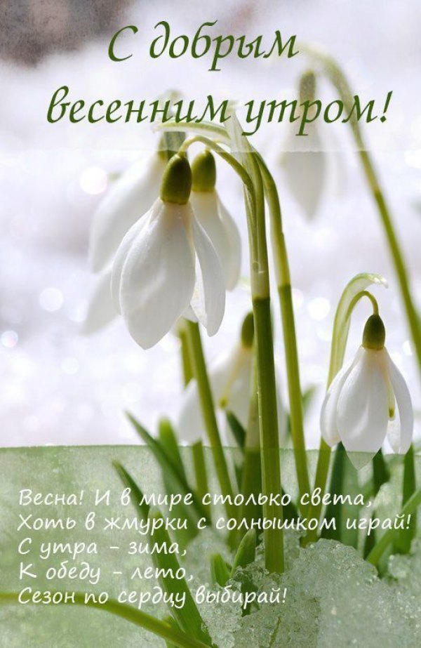 Изображение №19 520x800 «С добрым весенним утром!» из коллекции «Открытки «С добрым весенним утром!»»