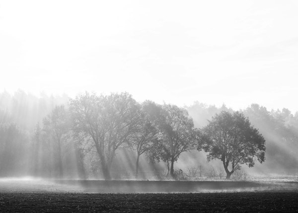 Изображение №21 4280x3057 «Черно-белый пейзаж, лучи солнца, деревья» из коллекции «Чёрно-белые Обои 4k»