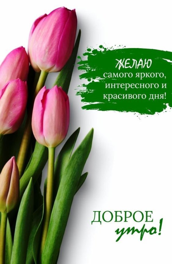 Изображение №48 564x868 «Доброе утро, тюльпаны» из коллекции «Открытки «С добрым весенним утром!»»
