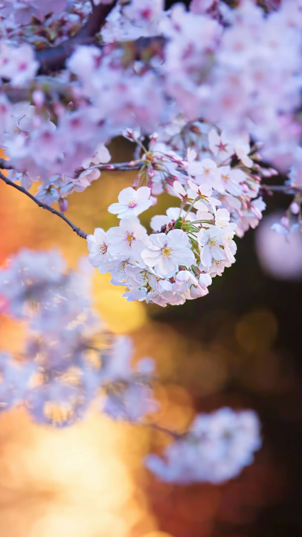 Изображение №58 1440x2560 «Цветочки цветущего дерева вишни, весна» из коллекции «Весна»