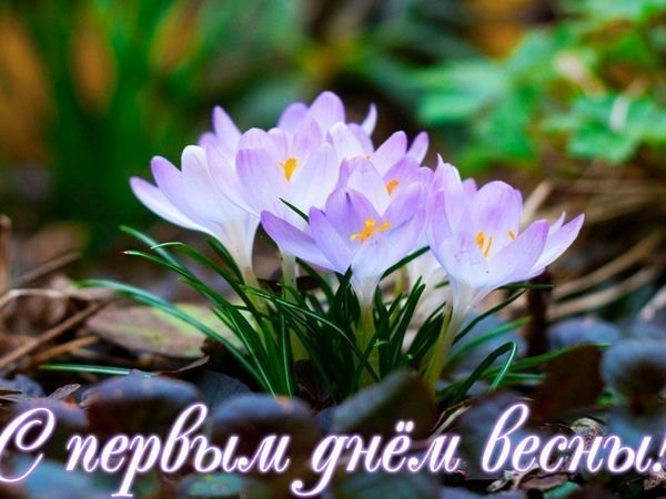 Изображение №58 600x450 «Открытка С первым днём весны!» из коллекции «Открытки «С Весной!»»