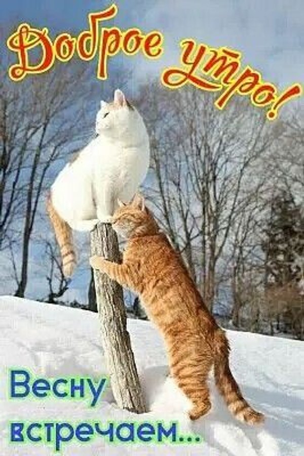 Изображение №59 267x400 «Доброе утро! Весну встречаем!» из коллекции «Открытки «С Весной!»»