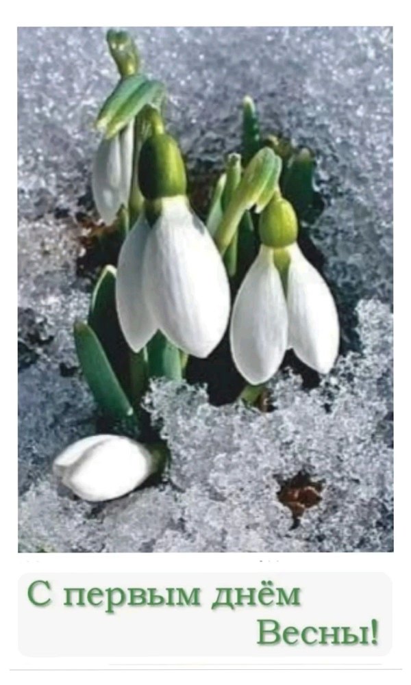 Изображение №54 1200x2001 «Открытка С первым днём весны!» из коллекции «Открытки «С Весной!»»