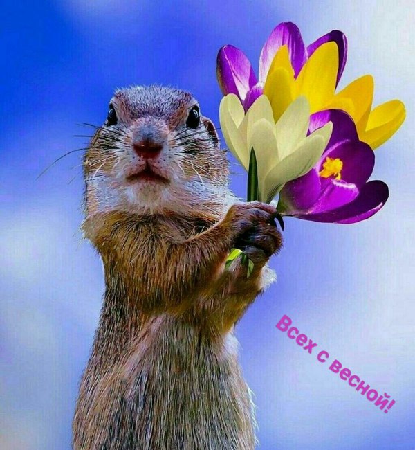 Изображение №60 1023x1108 «Веселая открытка Всех с Весной!» из коллекции «Открытки «С Весной!»»