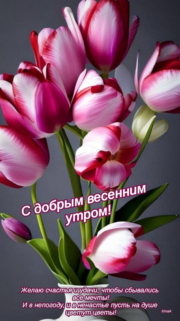 Изображение №22 1080x1920 «С добрым весенным утром, красивые тюльпаны» из коллекции «Открытки «С добрым весенним утром!»»